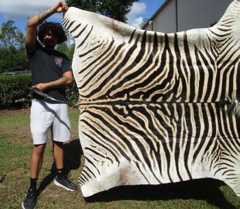 Genuine 90" x 59-1/2" A- Grade Zebra Skin Rug (Adult Signature Required) 