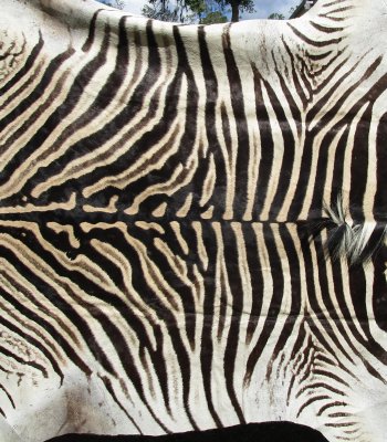 Genuine 90" x 59-1/2" A- Grade Zebra Skin Rug (Adult Signature Required) 