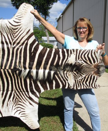 Genuine 90" x 59-1/2" A- Grade Zebra Skin Rug (Adult Signature Required) 