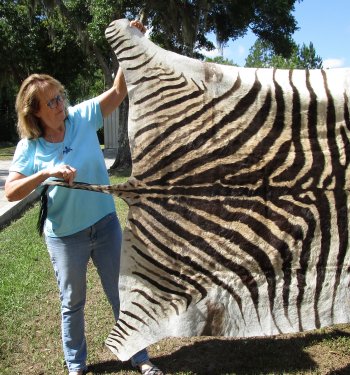 Genuine 92" x 57" A- Grade Zebra Skin Rug (Adult Signature Required) 