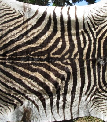 Genuine 92" x 57" A- Grade Zebra Skin Rug (Adult Signature Required) 