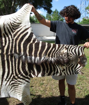 Genuine 92" x 57" A- Grade Zebra Skin Rug (Adult Signature Required) 