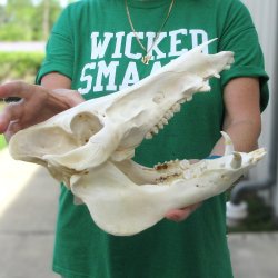 12-1/2" Wild Boar Skull 