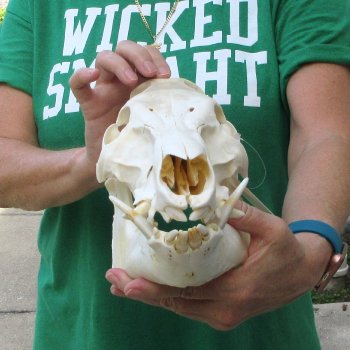 12-1/2" Wild Boar Skull 