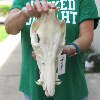 12-1/2" Wild Boar Skull 