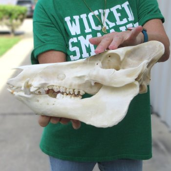12-1/2" Wild Boar Skull 