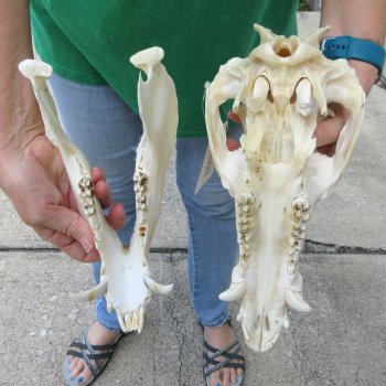 12-1/2" Wild Boar Skull 