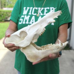 13" Wild Boar Skull 