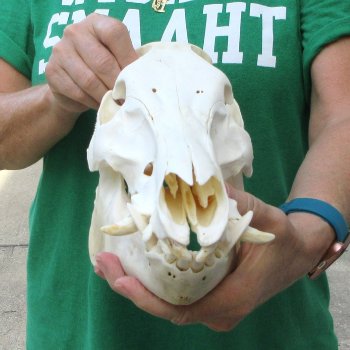 13" Wild Boar Skull 