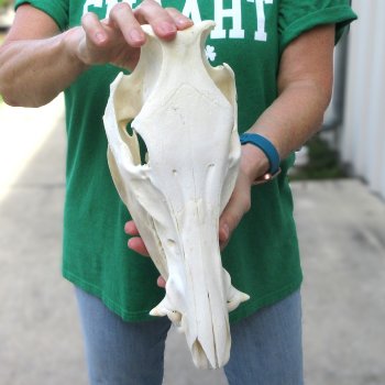 13" Wild Boar Skull 