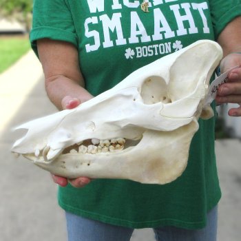 13" Wild Boar Skull 