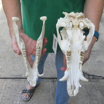 13" Wild Boar Skull 