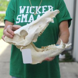 12" Wild Boar Skull 