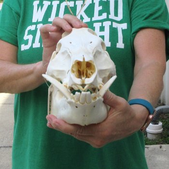 12" Wild Boar Skull 