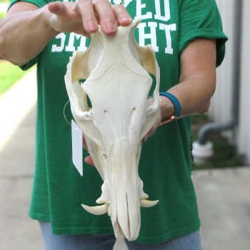 12" Wild Boar Skull 