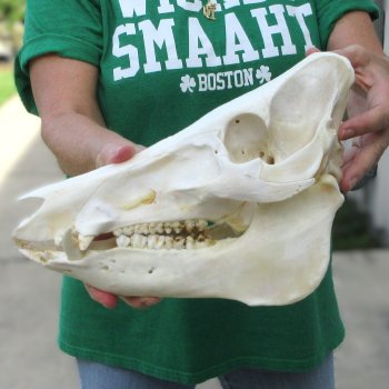 12" Wild Boar Skull 