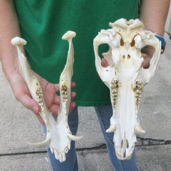 12" Wild Boar Skull 