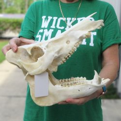 13" Wild Boar Skull 