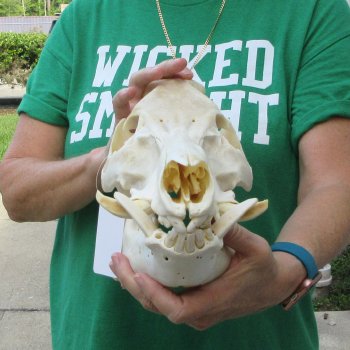 13" Wild Boar Skull 