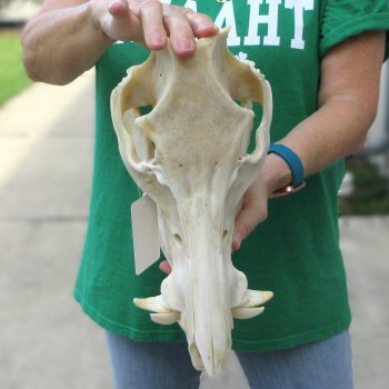 13" Wild Boar Skull 