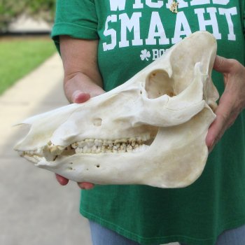 13" Wild Boar Skull 