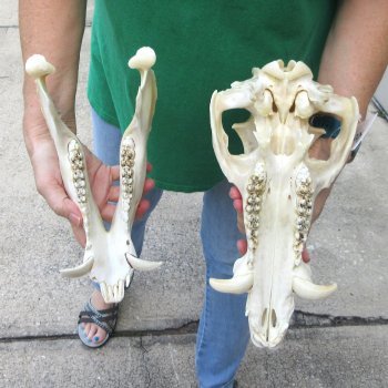 13" Wild Boar Skull 