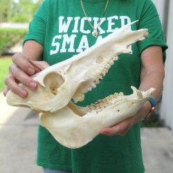 12-1/2" Wild Boar Skull 