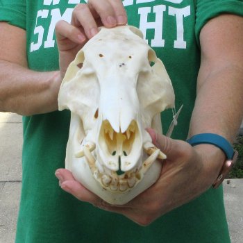 12-1/2" Wild Boar Skull 