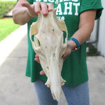 12-1/2" Wild Boar Skull 