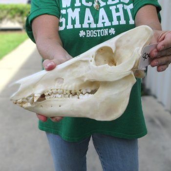 12-1/2" Wild Boar Skull 