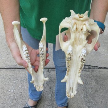 12-1/2" Wild Boar Skull 