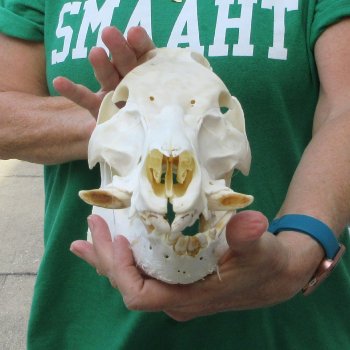 12" Wild Boar Skull 