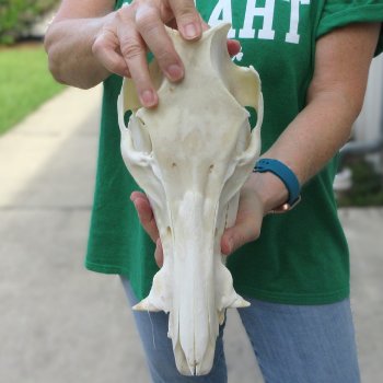 12" Wild Boar Skull 