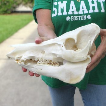 12" Wild Boar Skull 
