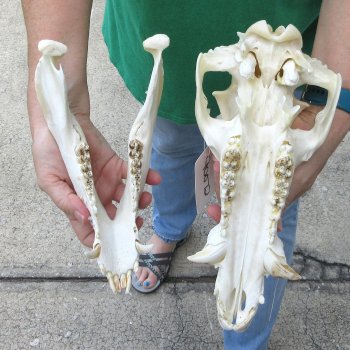 12" Wild Boar Skull 