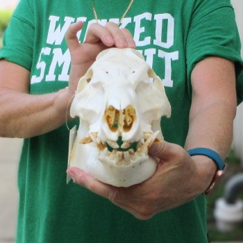 12" Wild Boar Skull 