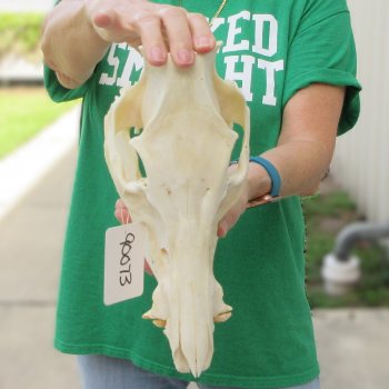 12" Wild Boar Skull 