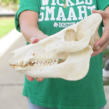 12" Wild Boar Skull 