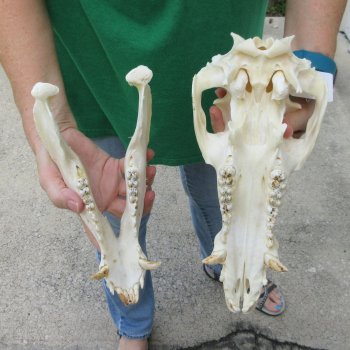 12" Wild Boar Skull 