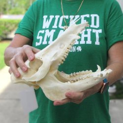 10-1/2" Wild Boar Skull 