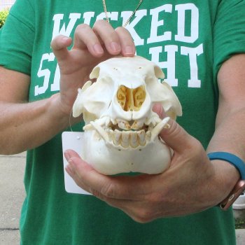 10-1/2" Wild Boar Skull 