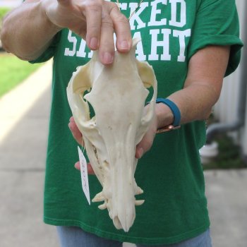 10-1/2" Wild Boar Skull 