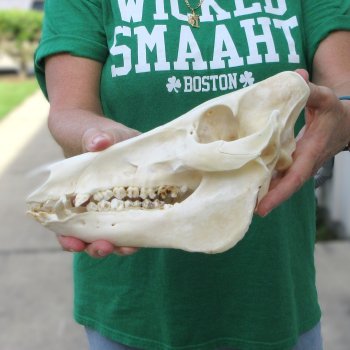 10-1/2" Wild Boar Skull 