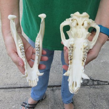 10-1/2" Wild Boar Skull 