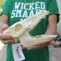 9" Wild Boar Skull 