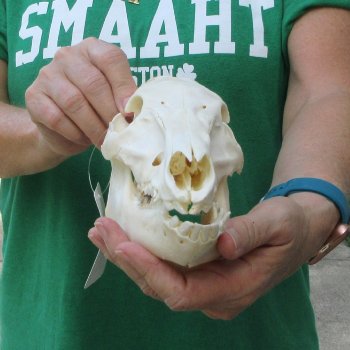 9" Wild Boar Skull 