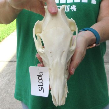 9" Wild Boar Skull 