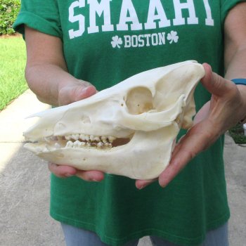 9" Wild Boar Skull 