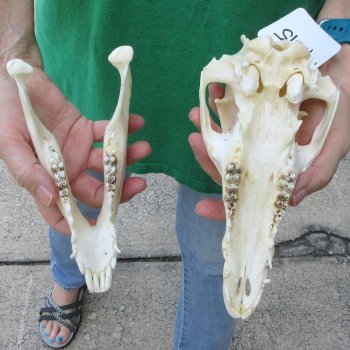 9" Wild Boar Skull 