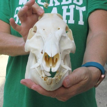 11" Wild Boar Skull 